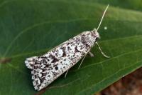 Compsoptera anargyra