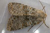 Polymixis flavicincta flavicincta
