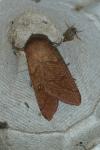 Mythimna turca