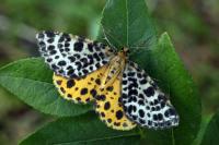 Arichanna melanaria