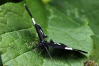 Baptria tibiale