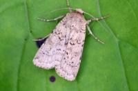 Rhyacia simulans