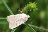 Caradrina fuscicornis continentalis