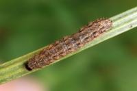 Caradrina fuscicornis continentalis