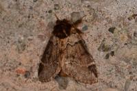 Drymonia obliterata