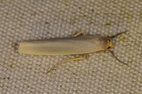 Eilema caniola