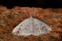 Lomographa temerata