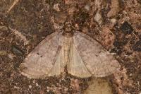 Ochropacha duplaris
