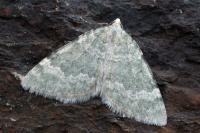 Colostygia aqueata aqueata