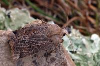Conistra intricata