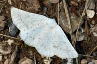 Dyscia conspersaria turturaria