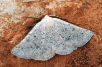 Dyscia conspersaria turturaria