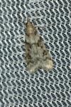 Eudonia angustea