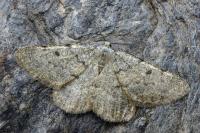 Elophos caelibaria spurcaria