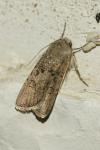 Agrotis segetum