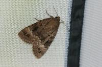 Amphipyra pyramidea