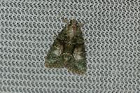 Cryphia algae