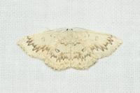Cyclophora annularia