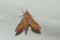 Deilephila porcellus