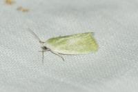 Earias clorana