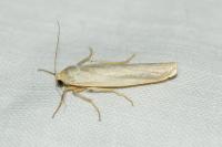 Eilema caniola