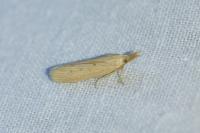 Ematheudes punctella