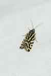 Emmelia trabealis