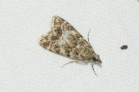 Eudonia mercurella