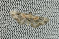 Eupithecia linariata/pulchellata/pyreneata