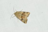 Heliothis viriplaca