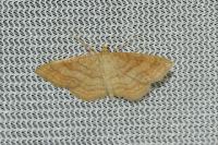 Idaea ochrata