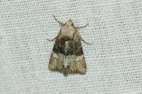 Mesoligia furuncula