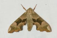 Mimas tiliae