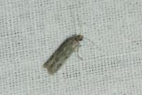 Phycitodes