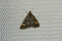 Pyrausta aurata