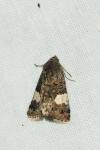 Tyta luctuosa