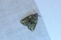 Cryphia algae