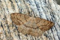 Yezognophos serotinaria serotinoides