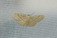 Idaea aversata