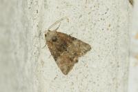 Mesoligia furuncula