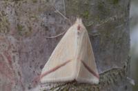 Rhodometra sacraria