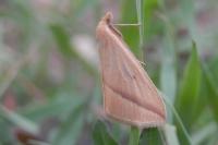 Rhodometra sacraria
