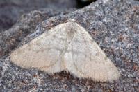 Sciadia unicoloraria
