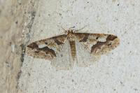 Erannis defoliaria