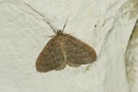 Operophtera brumata
