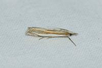 Crambus pascuella