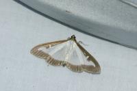 Cydalima perspectalis