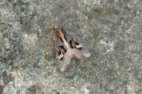 Trigonophora flammea