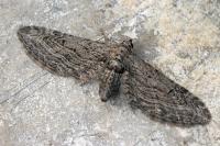 Eupithecia unedonata