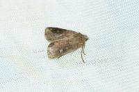 Xestia xanthographa